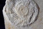 Subplanites rueppelianum QUENSTEDT 1888 - Bild © FossNet FossilienStore